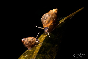 Faucet snails(Bithynia tentaculata), Lake of Ekeren, Belg... by Filip Staes 